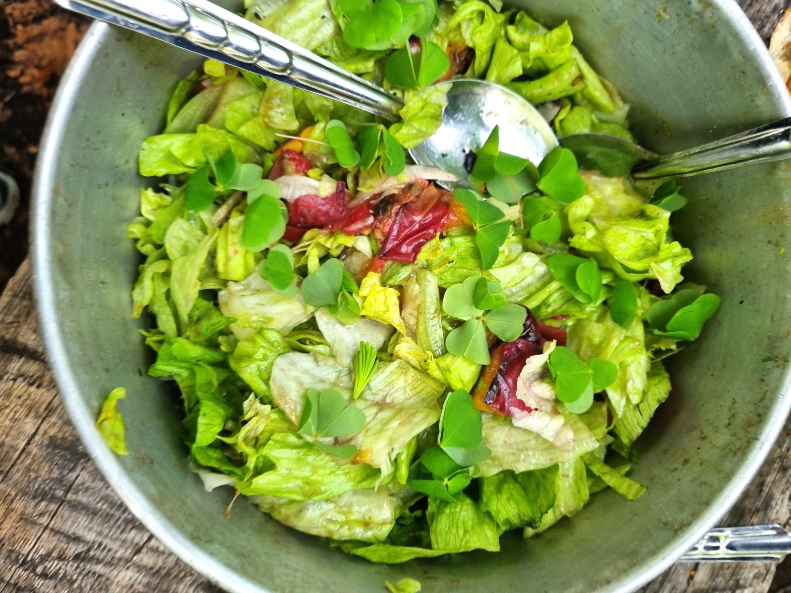 Read more about the article Salat med grillede ferskner, skovsyre og gran